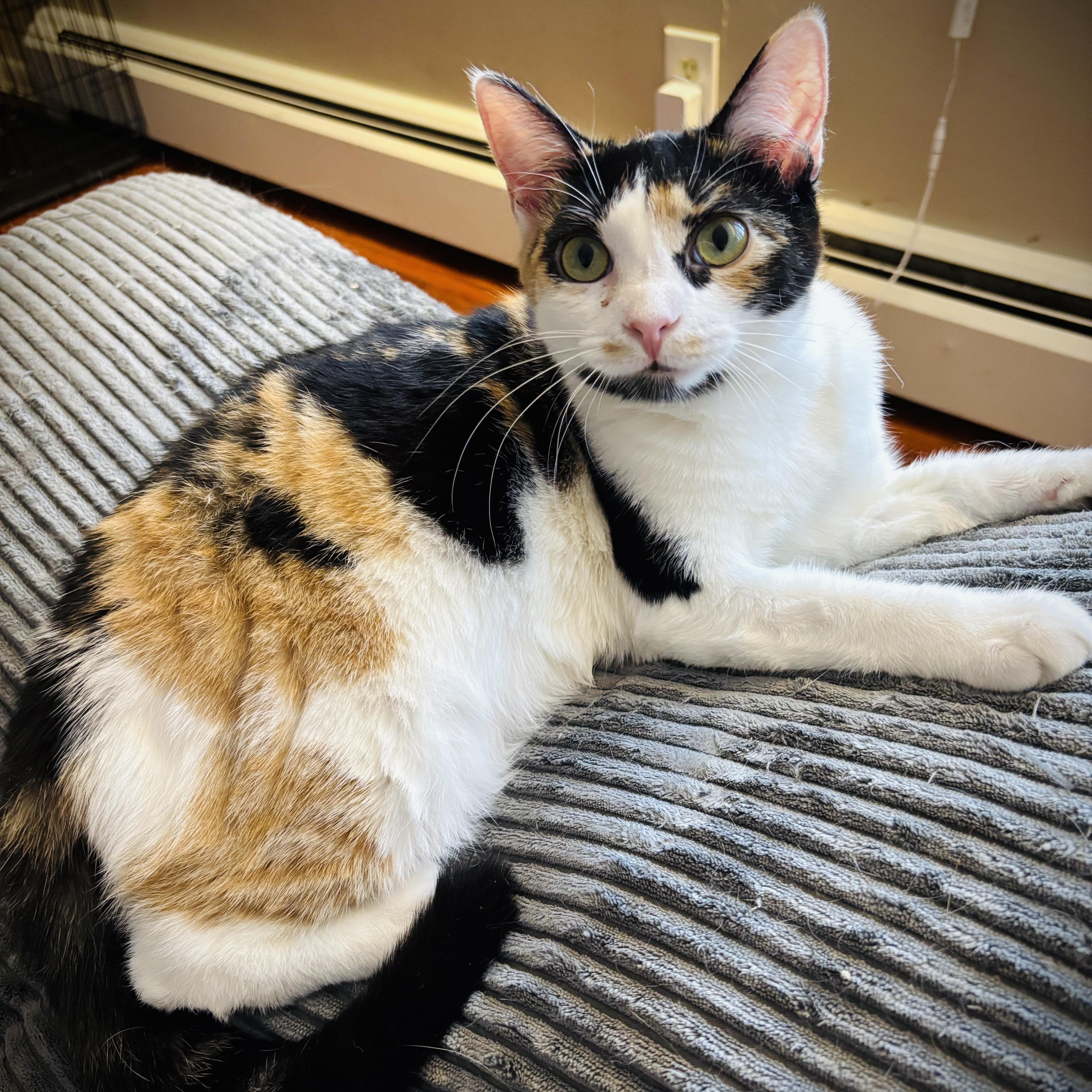 Enlarge Iris, an adopted Domestic Short Hair in Buffalo, NY image 2/3