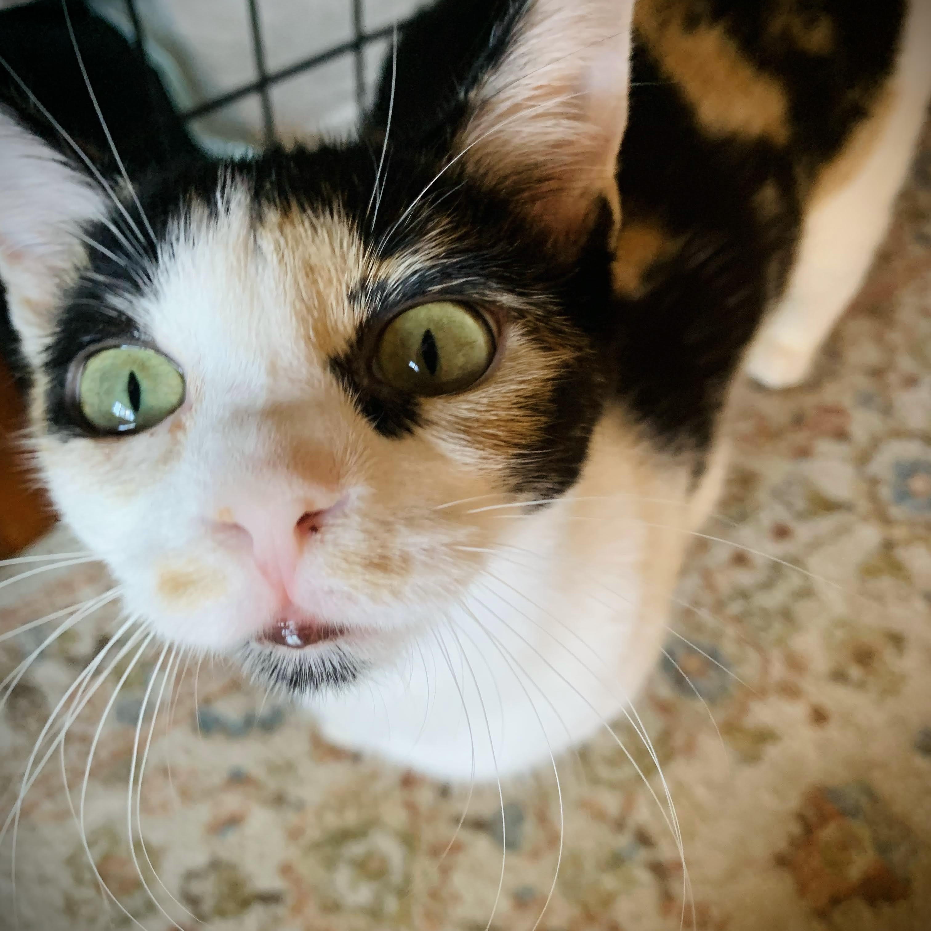 Enlarge Iris, an adopted Domestic Short Hair in Buffalo, NY image 3/3