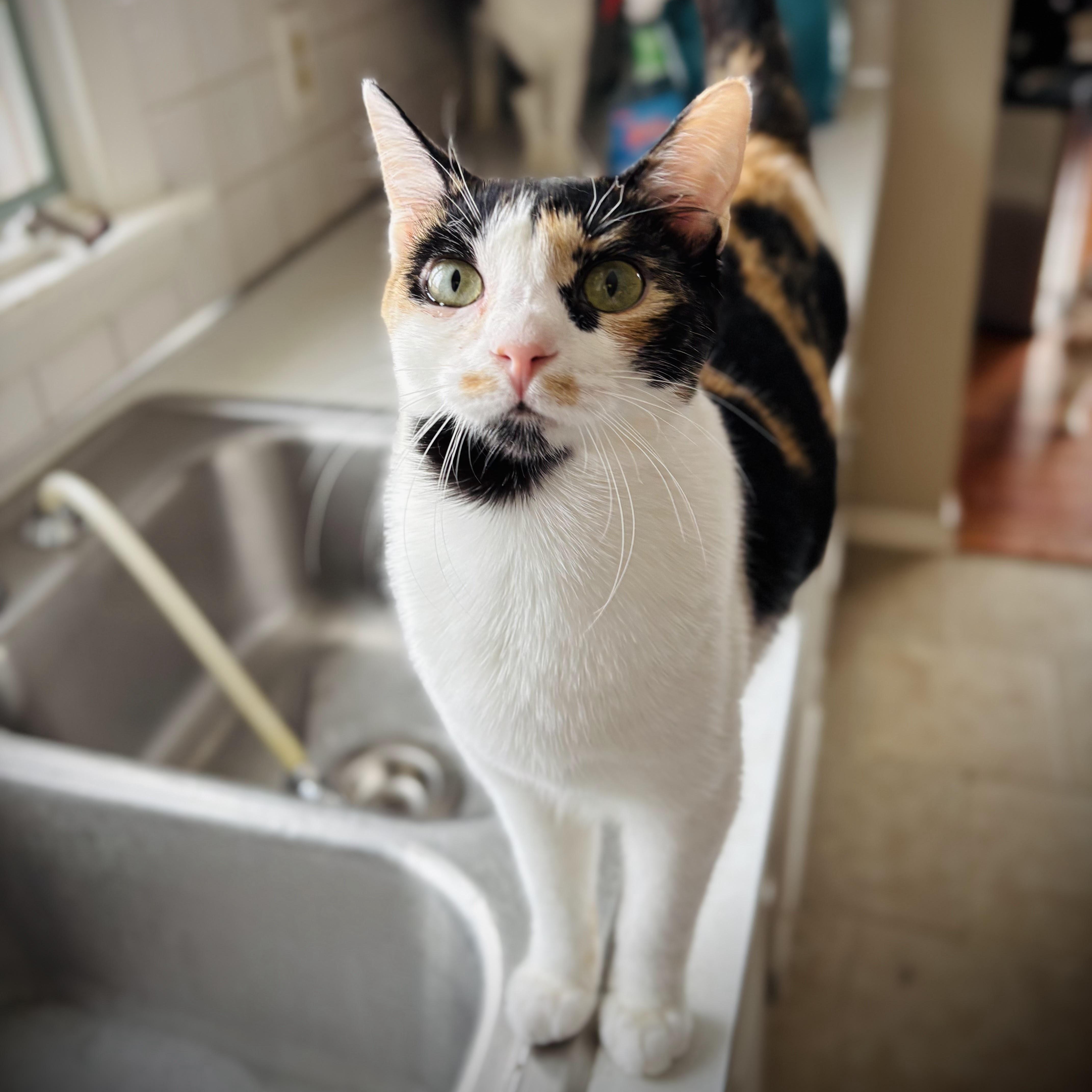 Enlarge Iris, an adopted Domestic Short Hair in Buffalo, NY image 1/3