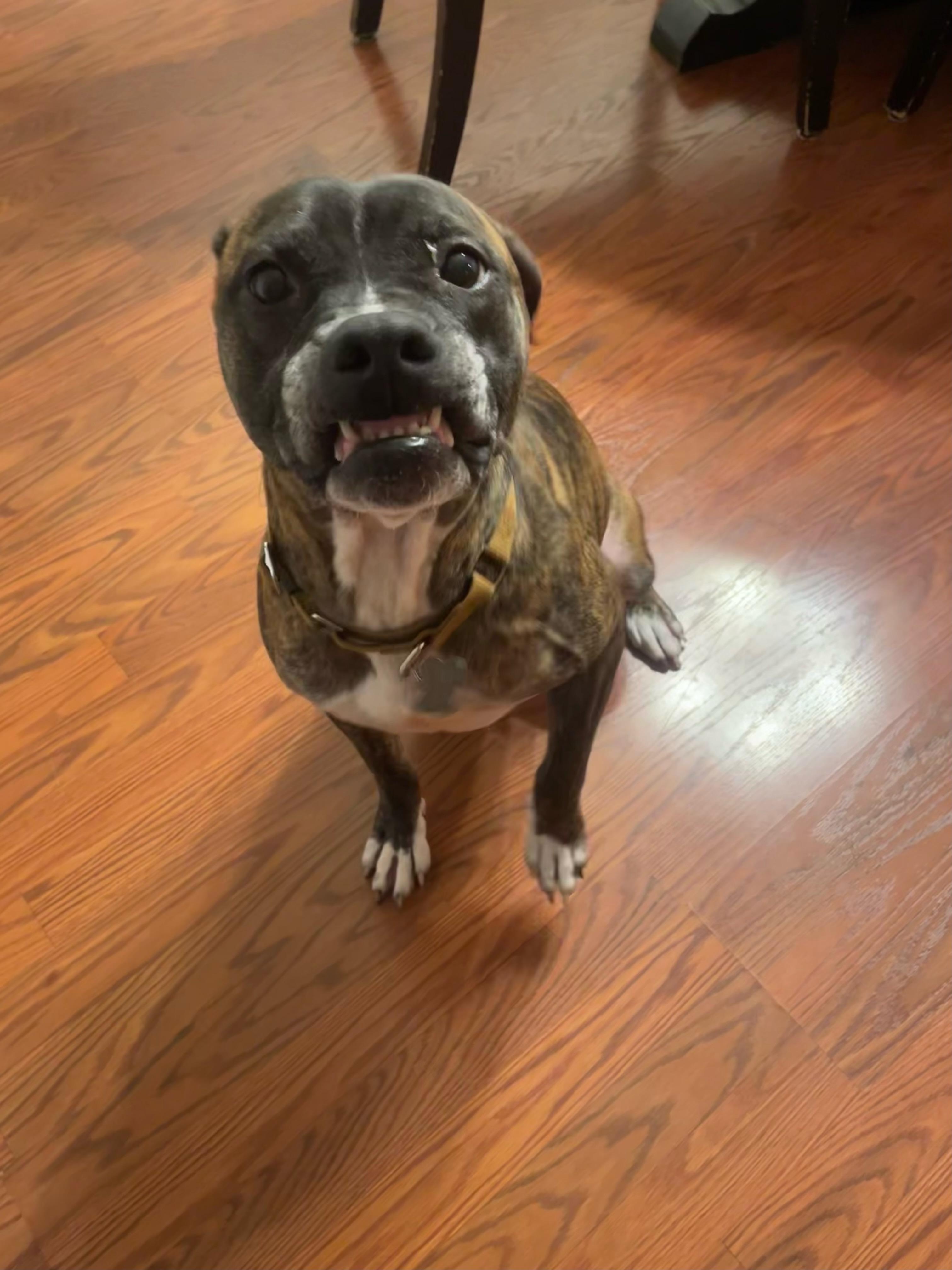 Smile, Adopted, Adult Male Pit Bull Terrier.