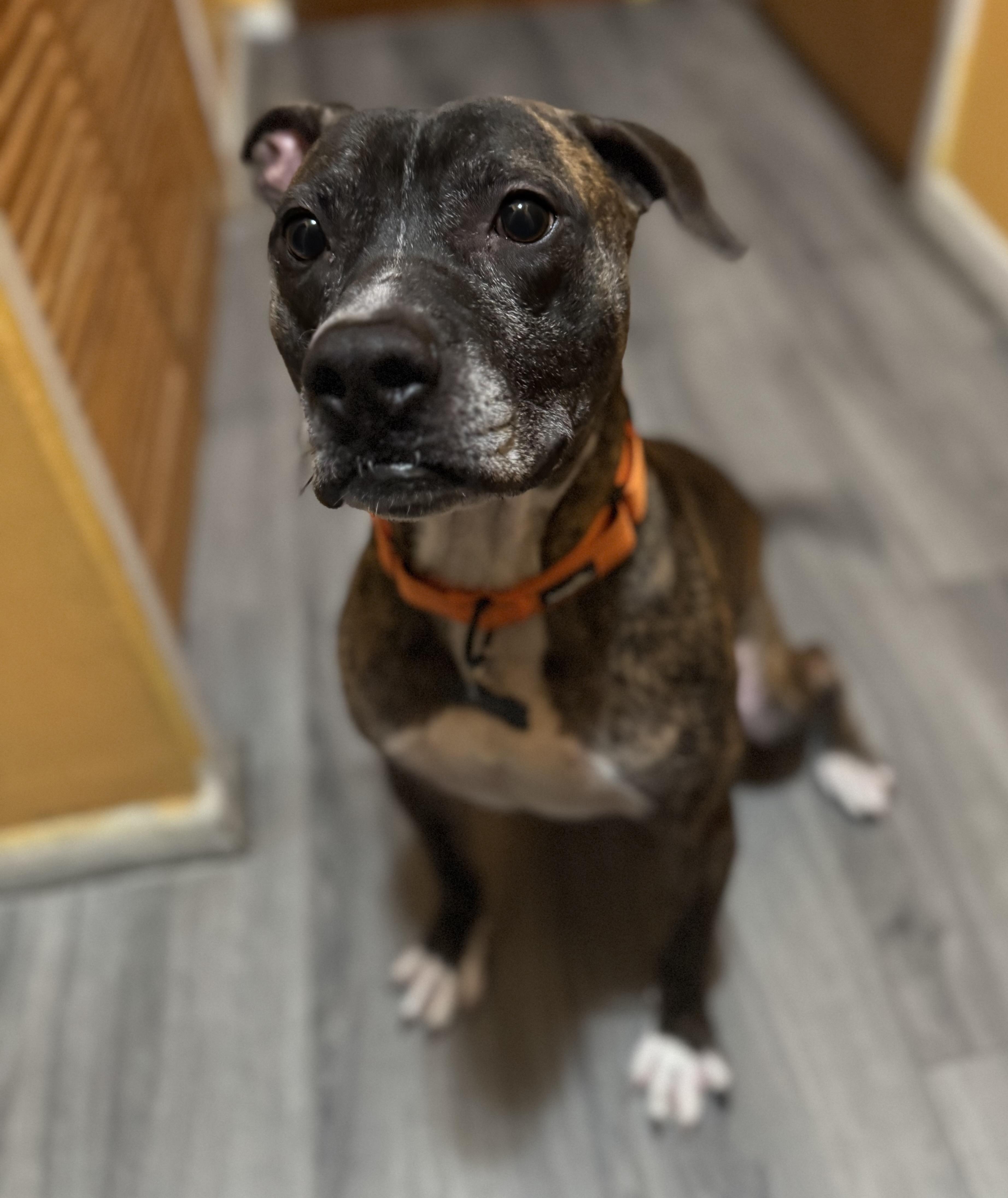 Enlarge Smile, a Adopted mixed breed in Bayonne, NJ image 2/5