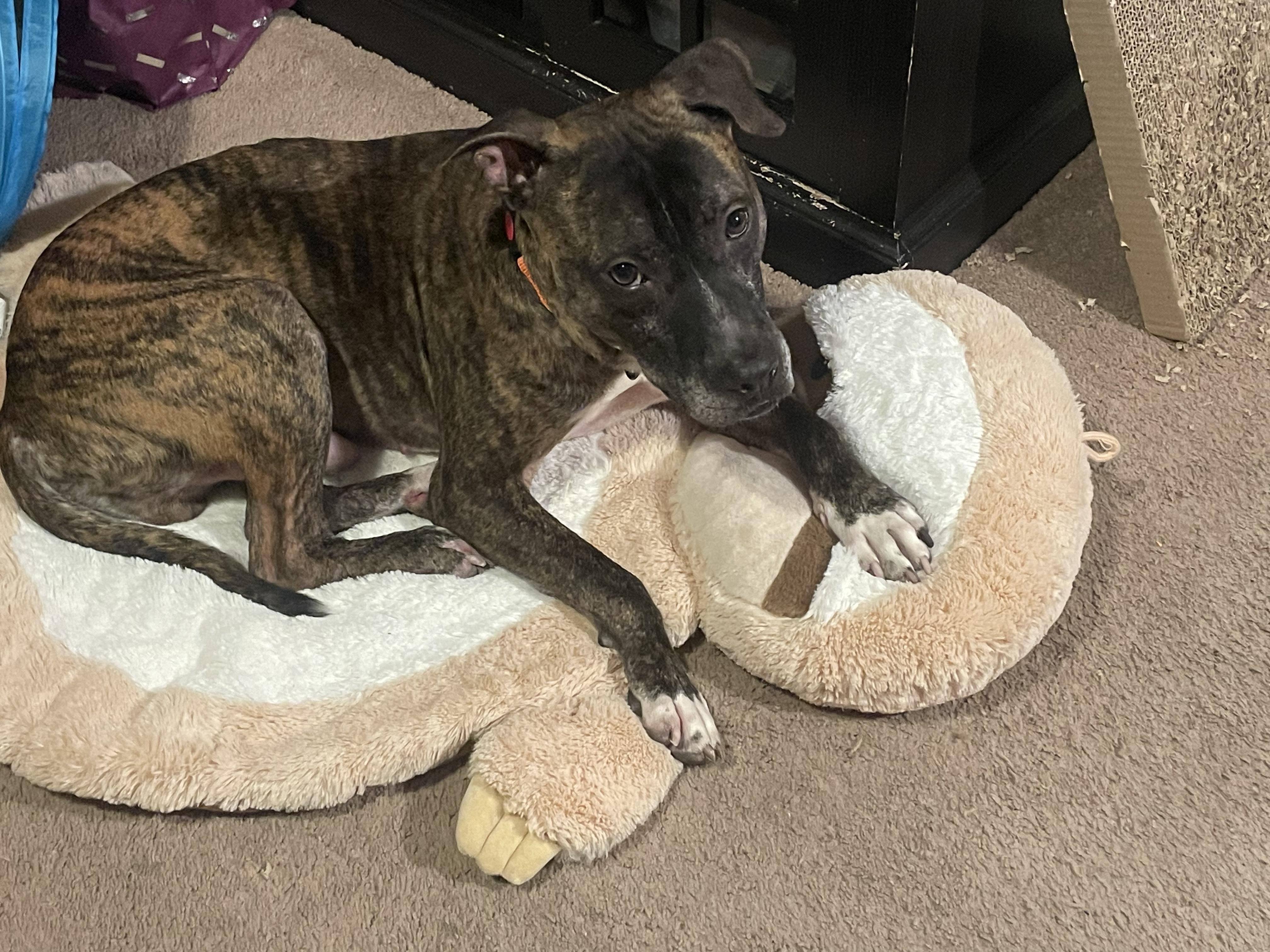 Enlarge Smile, a Adopted mixed breed in Bayonne, NJ image 3/5
