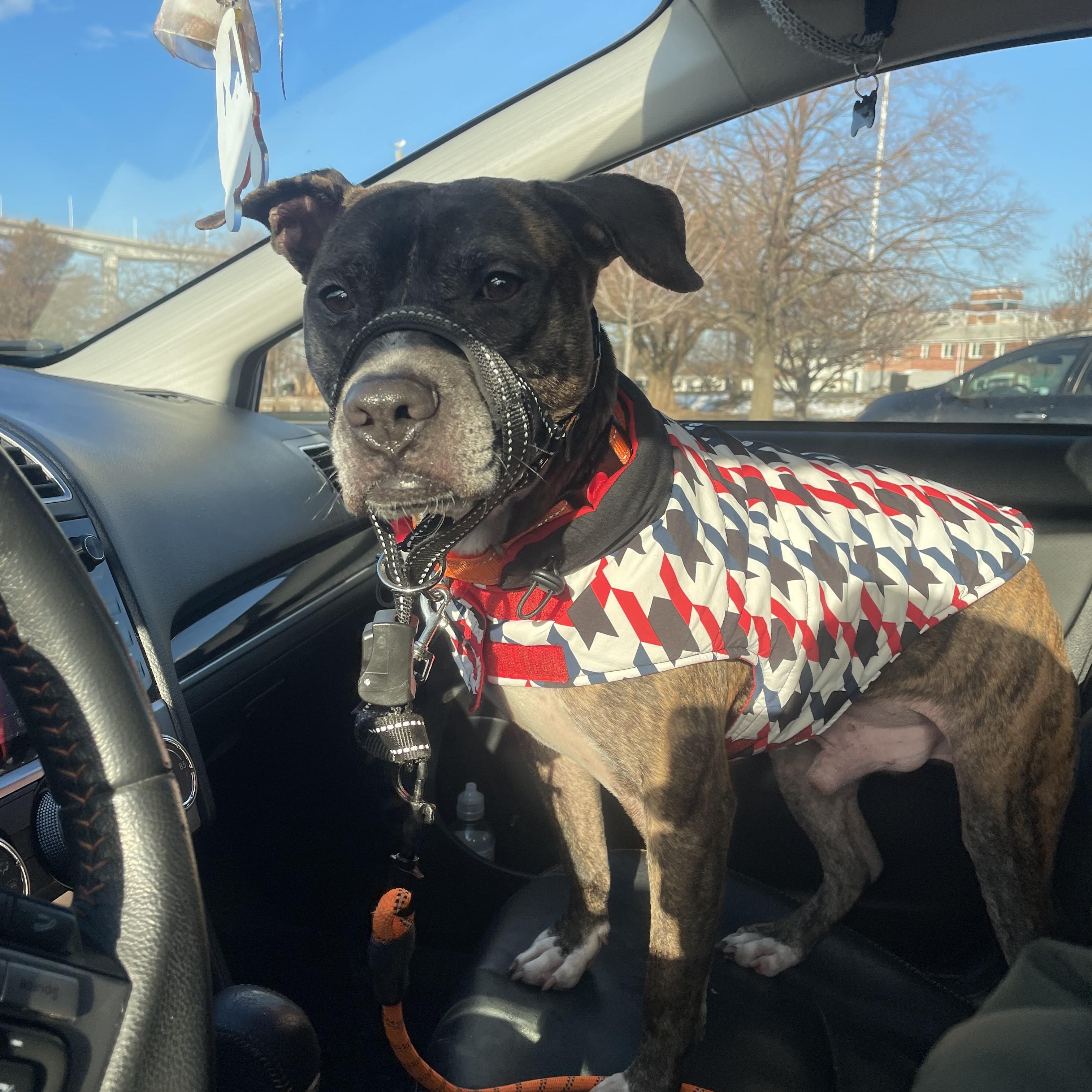 Enlarge Smile, a Adopted mixed breed in Bayonne, NJ image 4/5