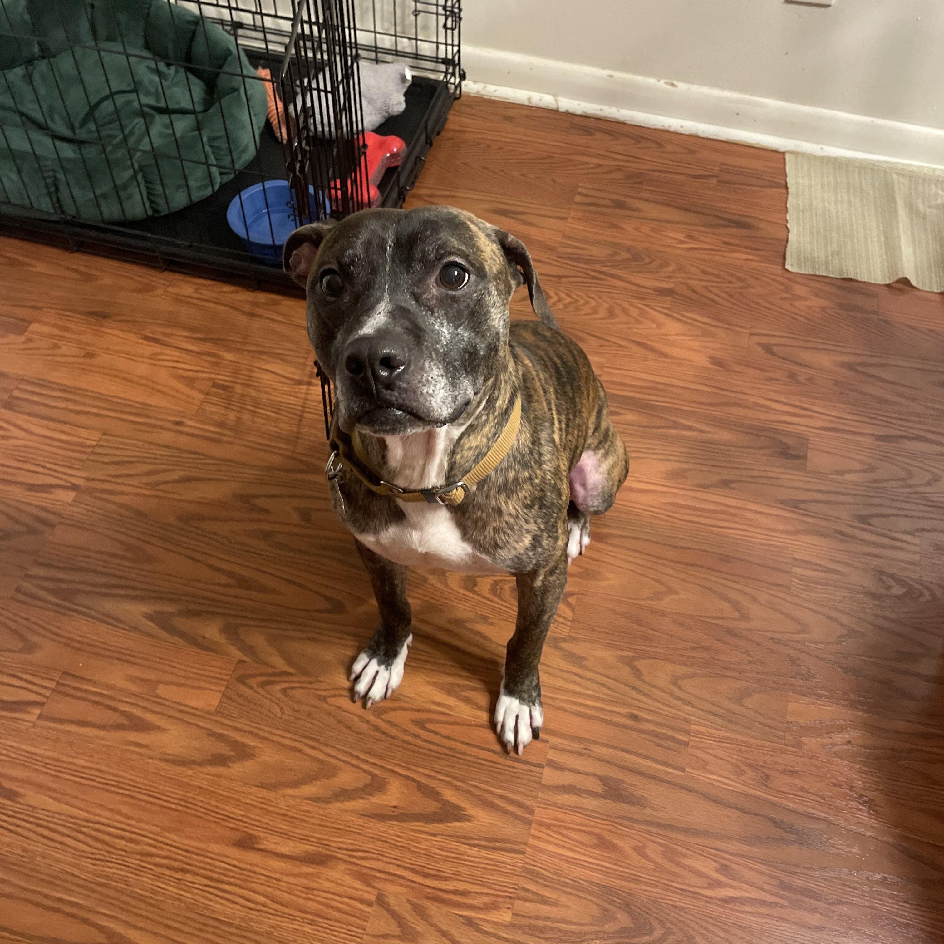 Enlarge Smile, a Adopted mixed breed in Bayonne, NJ image 5/5