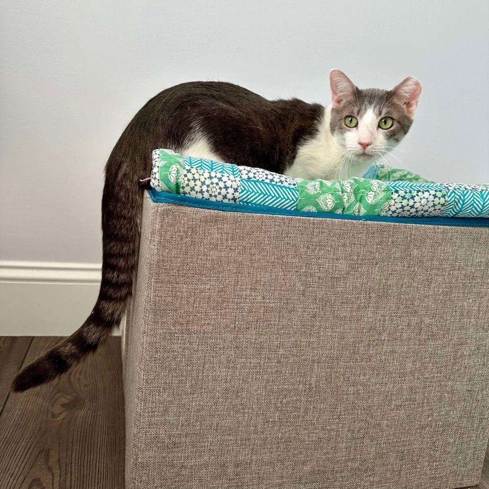 Chuck, Adoptable, Young Male Domestic Short Hair.