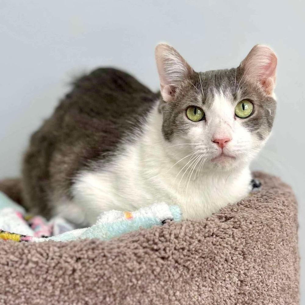 Chuck, Adoptable, Young Male Domestic Short Hair.