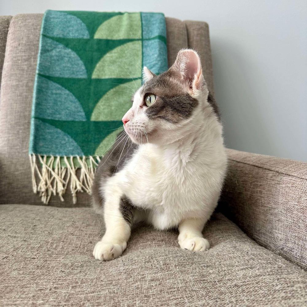 Enlarge Chuck, a Adoptable Domestic Short Hair in Raleigh, NC image 3/6