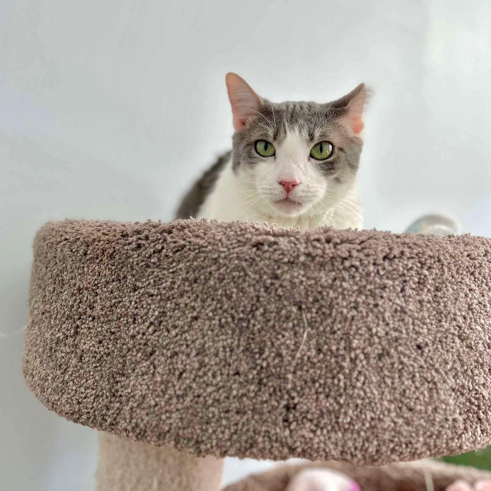 Enlarge Chuck, a Adoptable Domestic Short Hair in Raleigh, NC image 4/6