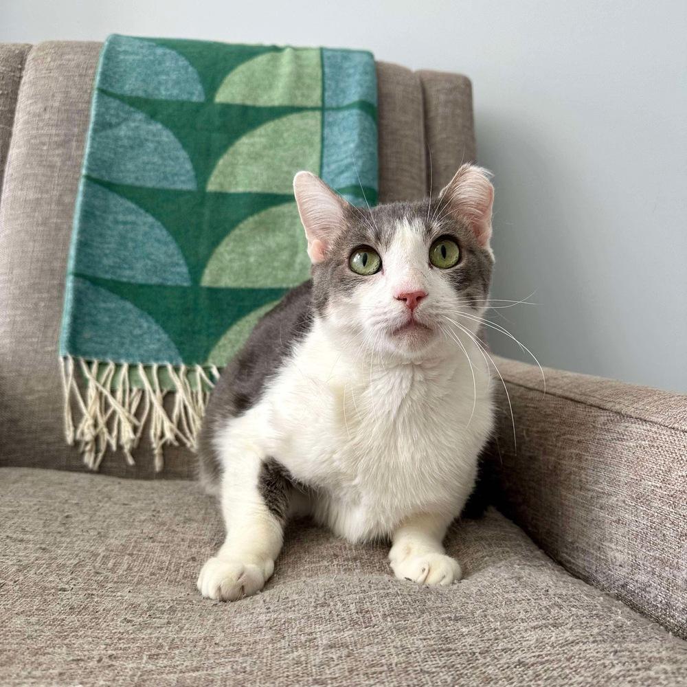 Enlarge Chuck, a Adoptable Domestic Short Hair in Raleigh, NC image 5/6