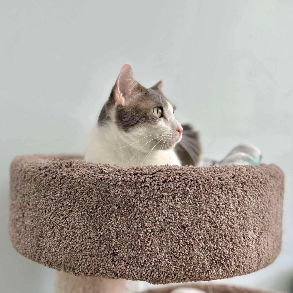 Enlarge Chuck, a Adoptable Domestic Short Hair in Raleigh, NC image 6/6