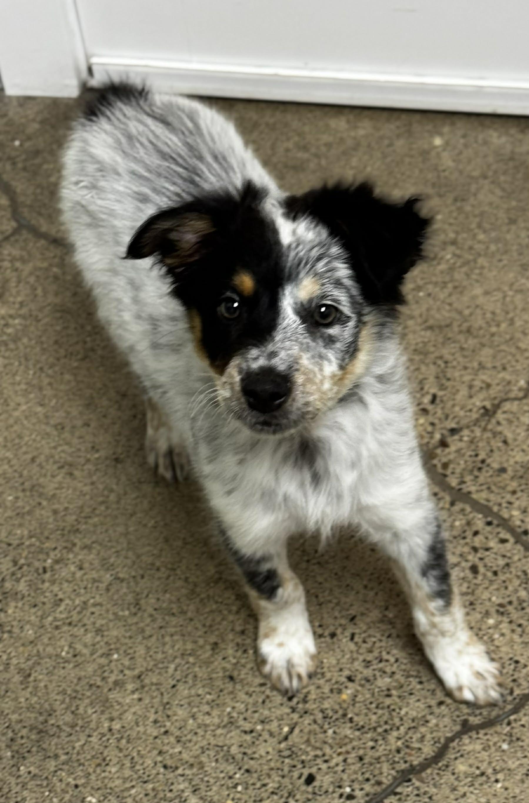 Enlarge Harbor , a ADOPTABLE mixed breed in Bend, OR image 2/3