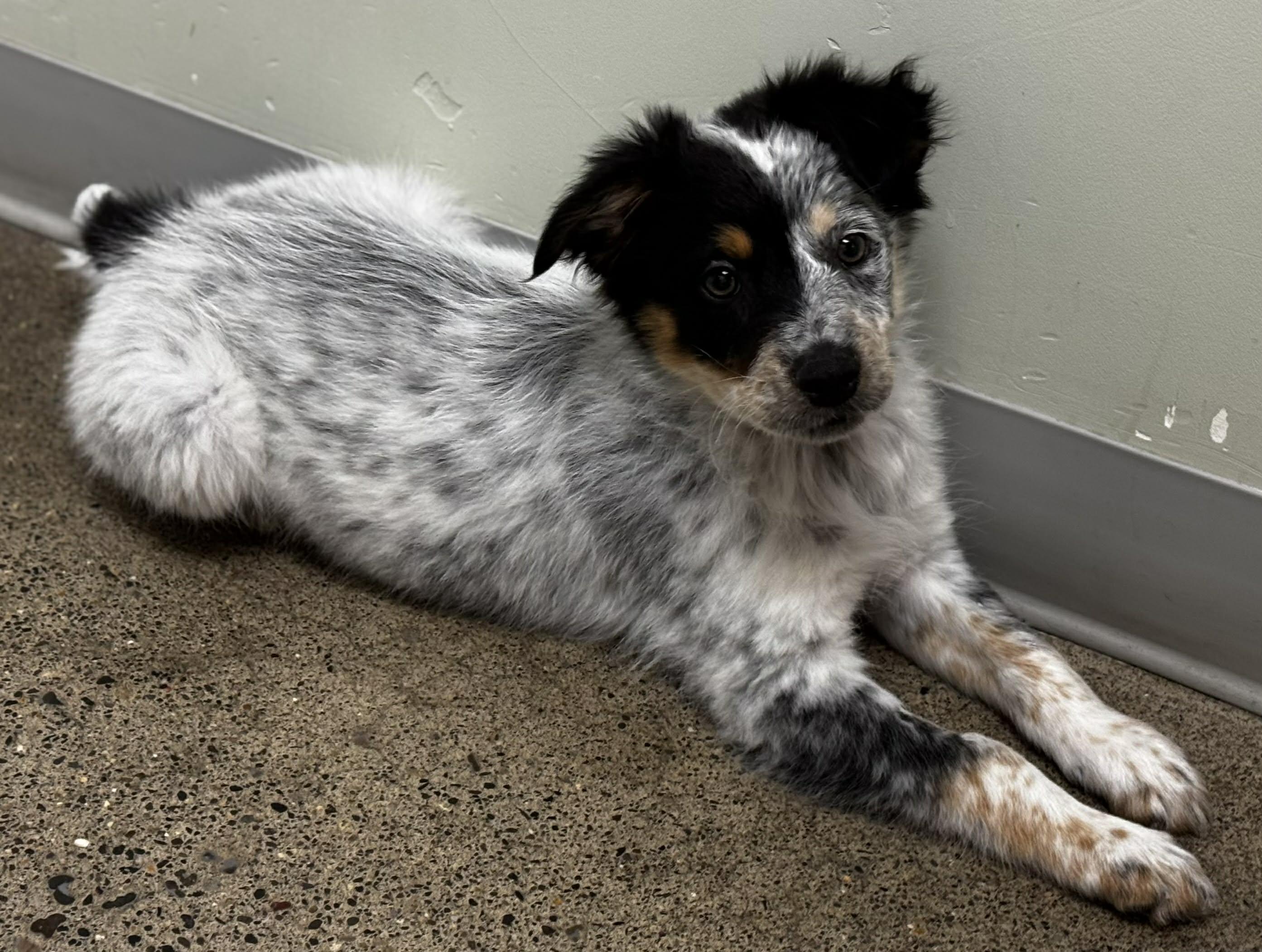 Enlarge Harbor , a ADOPTABLE mixed breed in Bend, OR image 3/3
