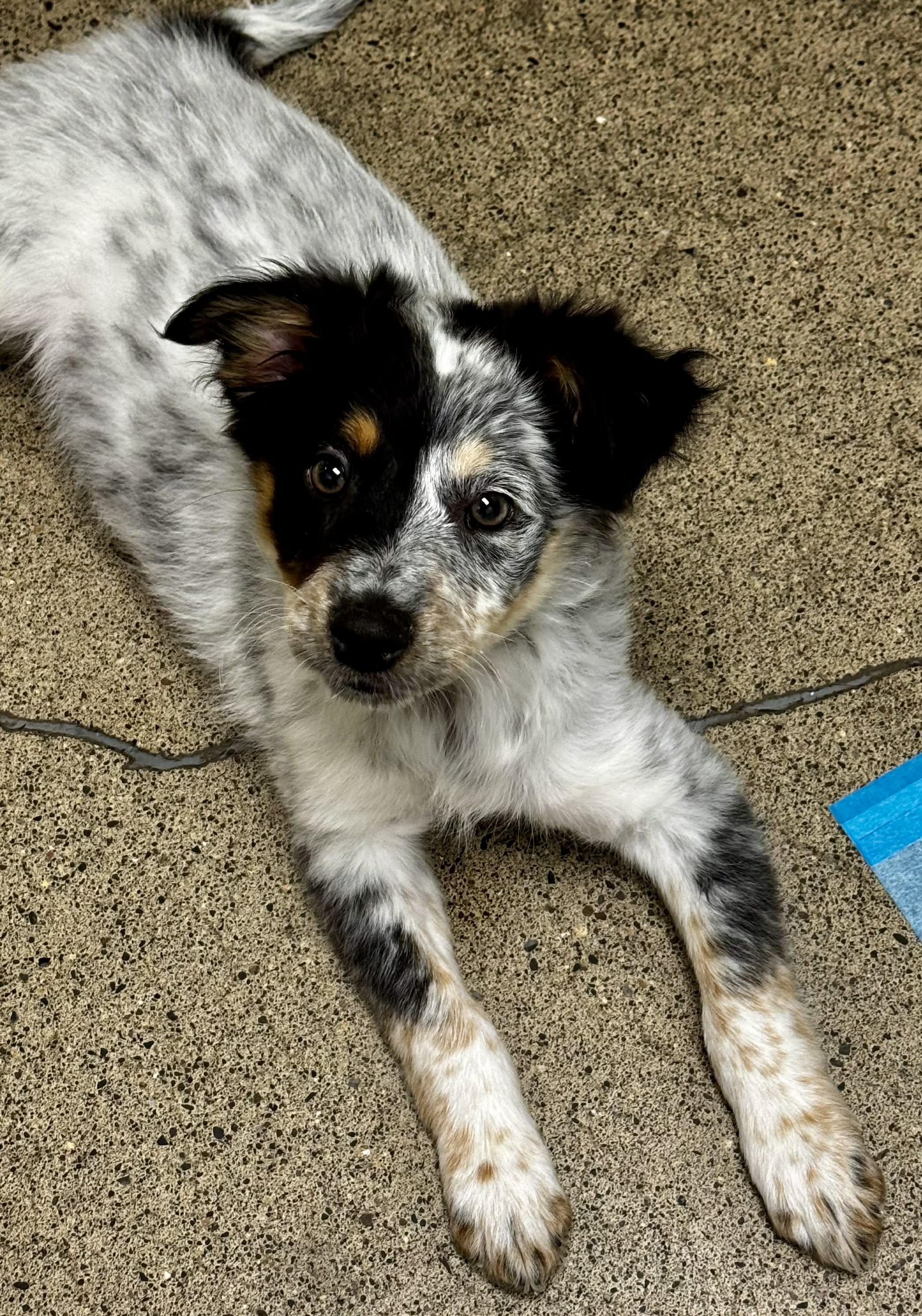 Harbor , ADOPTABLE, Puppy Male Australian Cattle Dog / Blue Heeler.