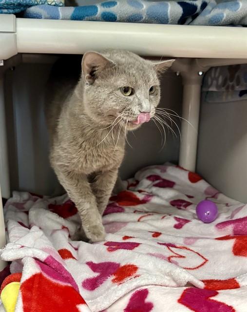 CHOWDER, Adoptable, Young Male Domestic Short Hair.