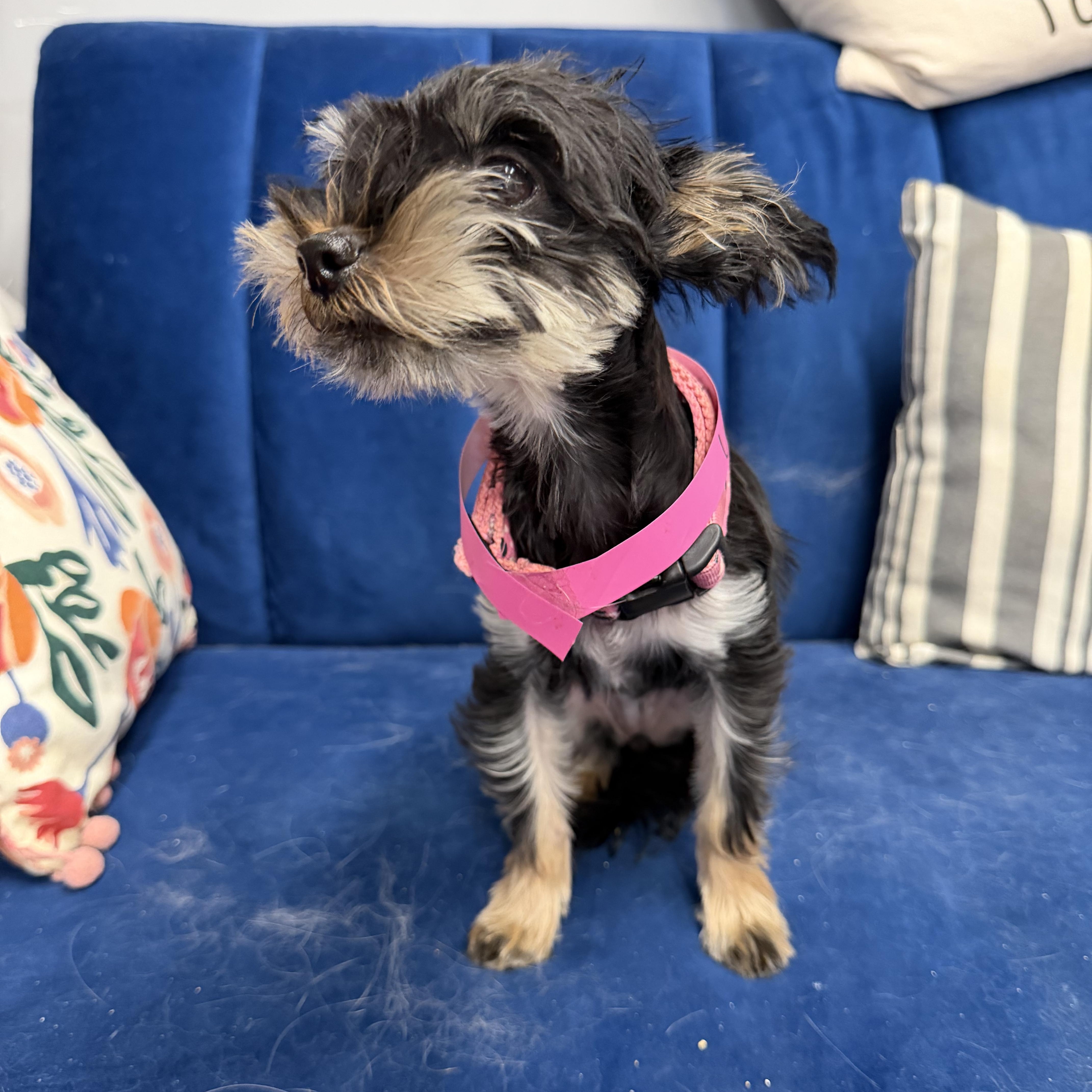 Luna, a ADOPTABLE Yorkshire Terrier in Stormville, NY image 2/3