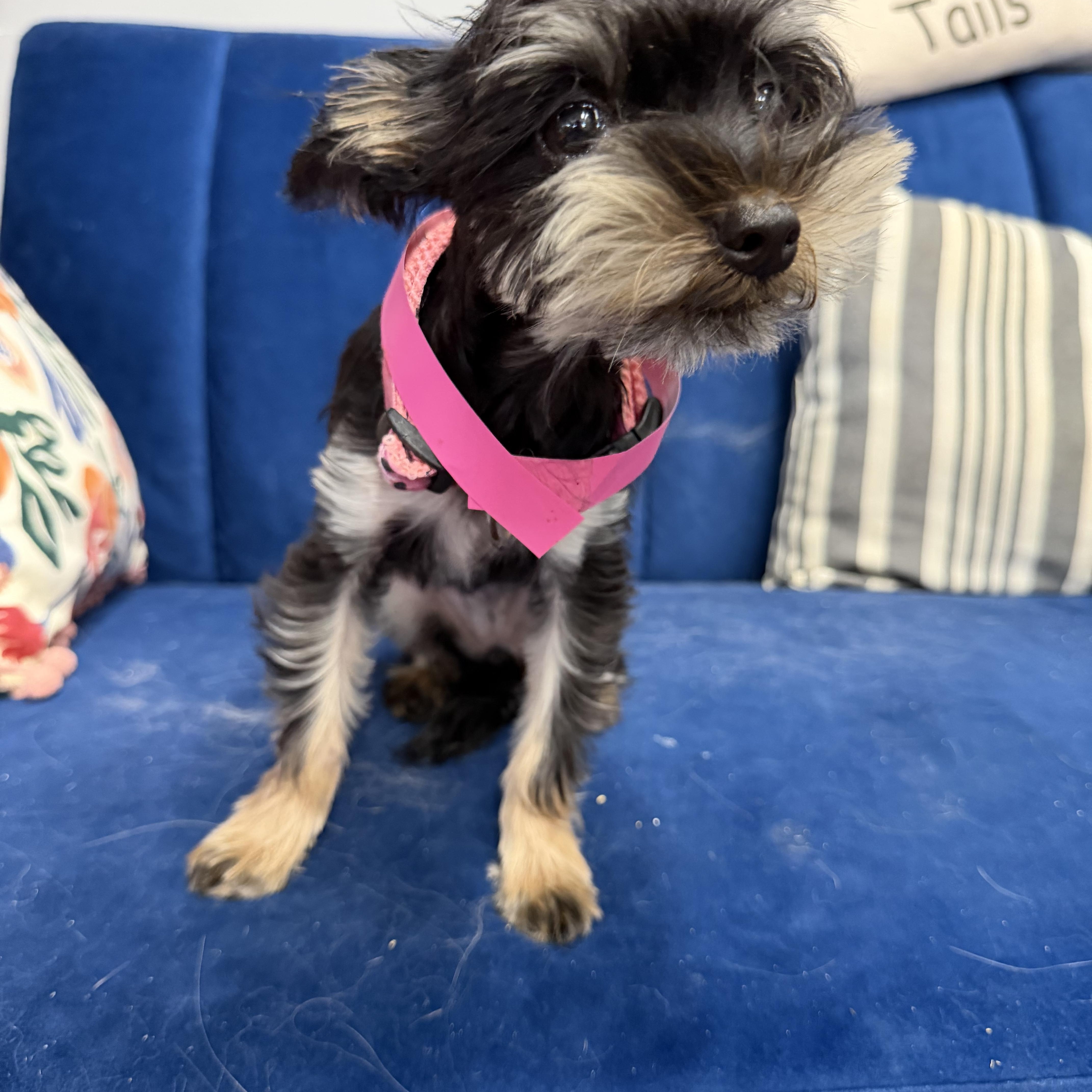 Luna, a ADOPTABLE Yorkshire Terrier in Stormville, NY image 3/3