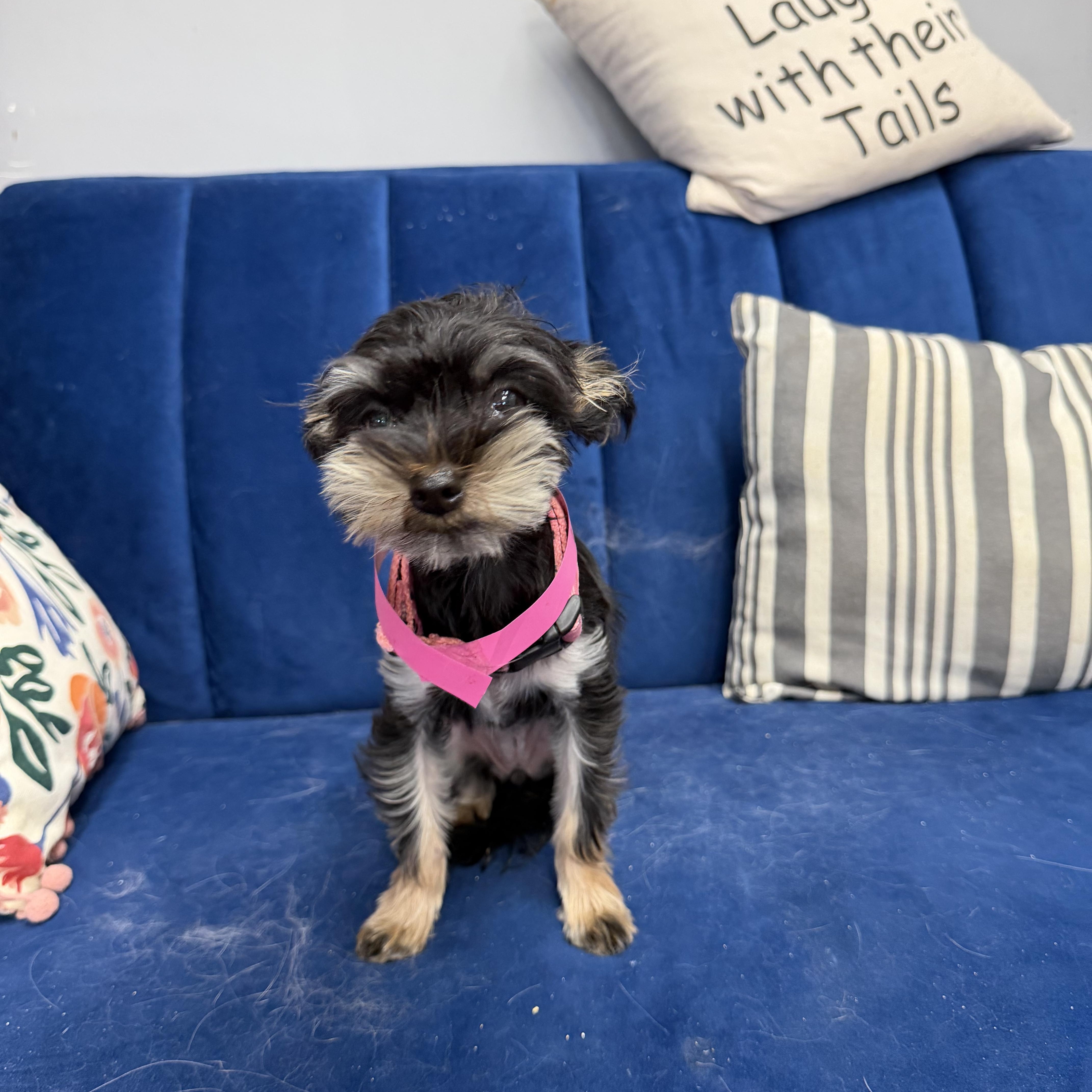 Luna, ADOPTABLE, Puppy Female Yorkshire Terrier.