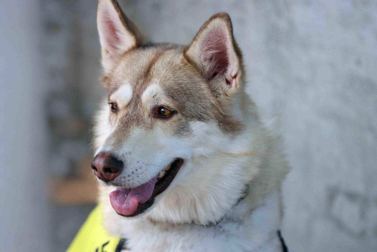 Kailey, a Adoptable Siberian Husky in Walnut Creek, CA image 1/3