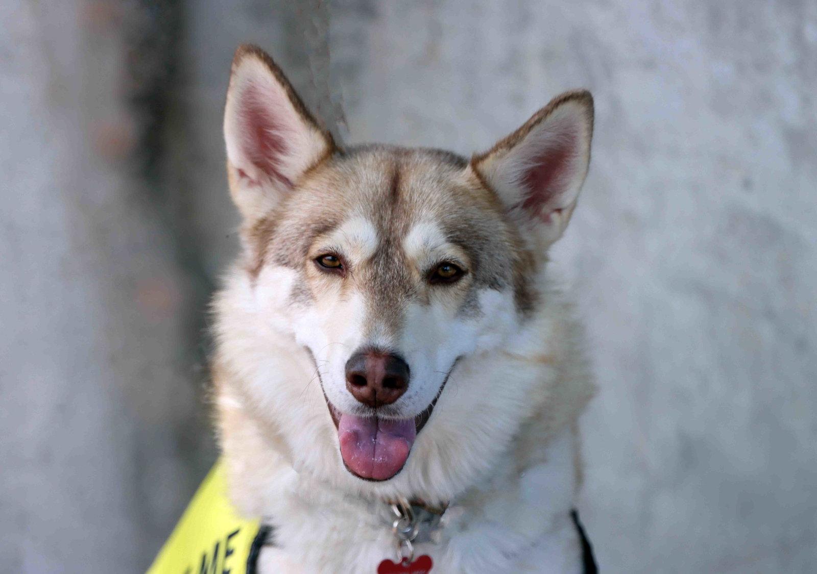 Kailey, a Adoptable Siberian Husky in Walnut Creek, CA image 2/3