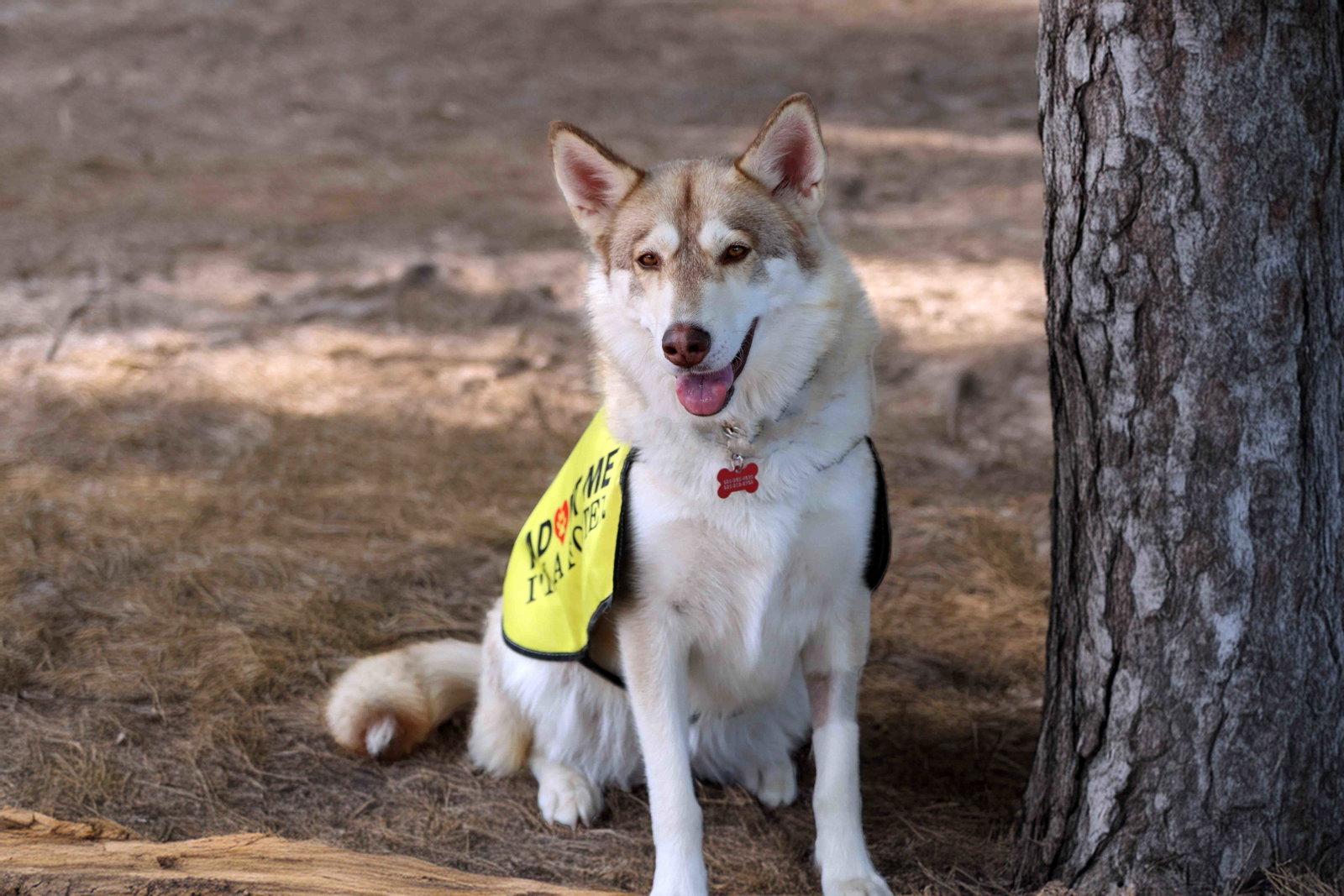 Kailey, a Adoptable Siberian Husky in Walnut Creek, CA image 3/3