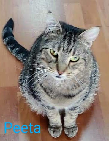 Peta photo 4