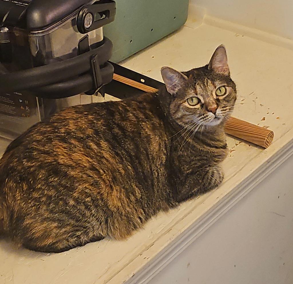 Leah, Adoptable, Adult Female Domestic Short Hair.