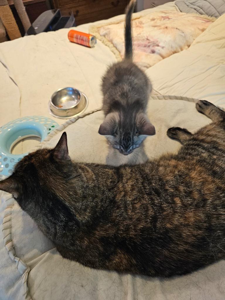 Leah, Adoptable, Adult Female Domestic Short Hair.