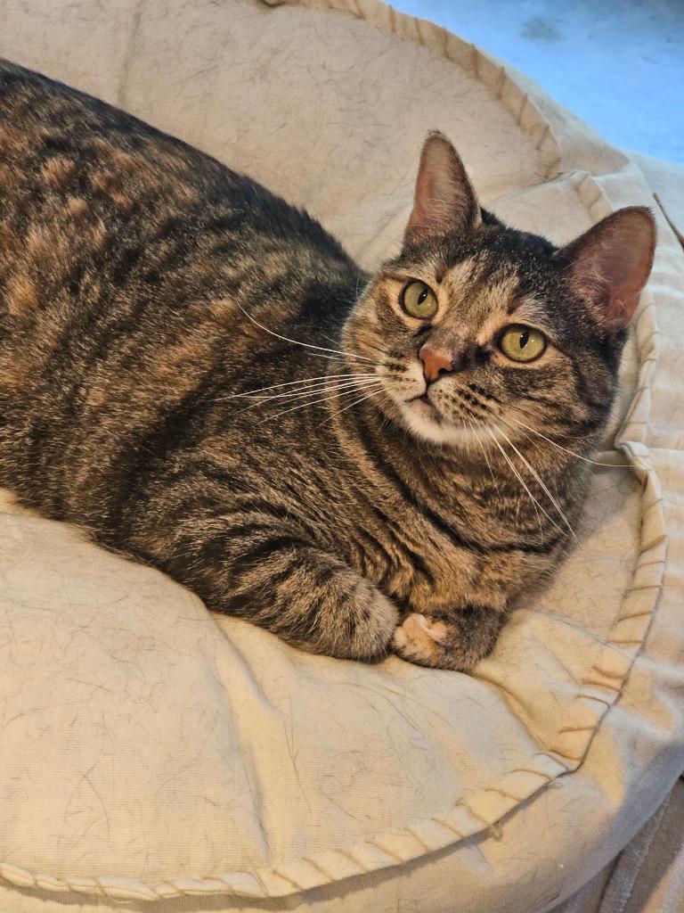 Enlarge Leah, a Adoptable mixed breed in Merriam, KS image 2/6