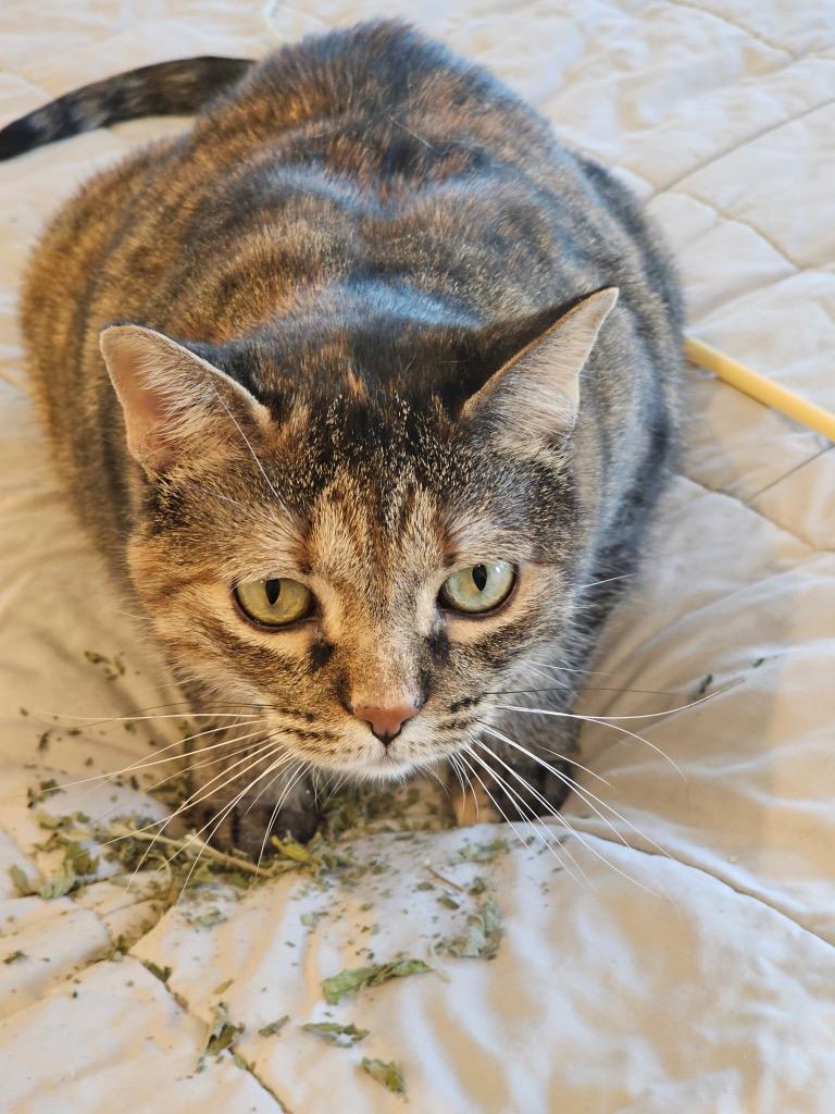 Enlarge Leah, a Adoptable mixed breed in Shawnee, KS image 2/4