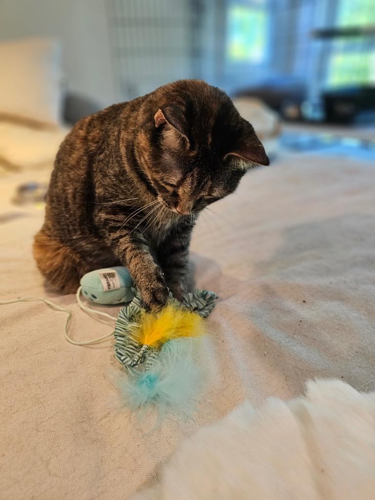 Enlarge Leah, a Adoptable mixed breed in Merriam, KS image 3/6