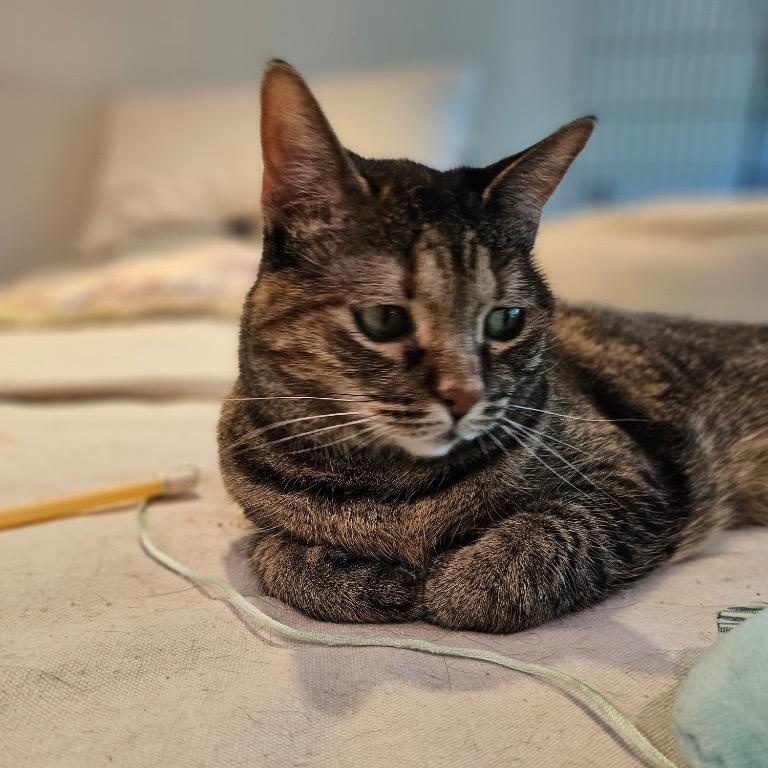 Leah, Adoptable, Adult Female Domestic Short Hair.