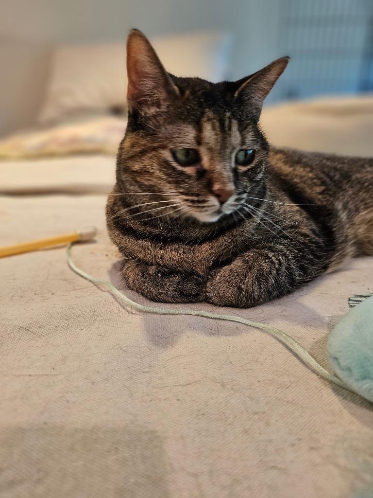 Enlarge Leah, a Adoptable mixed breed in Merriam, KS image 4/6