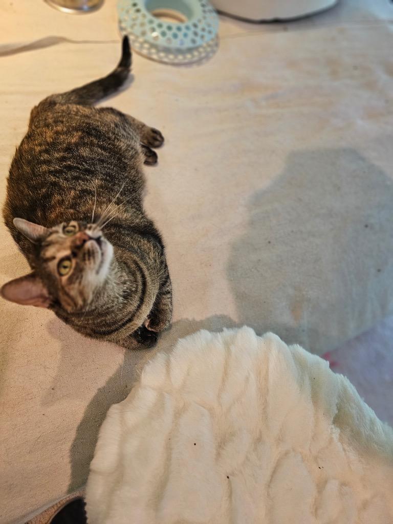 Enlarge Leah, a Adoptable mixed breed in Merriam, KS image 5/6