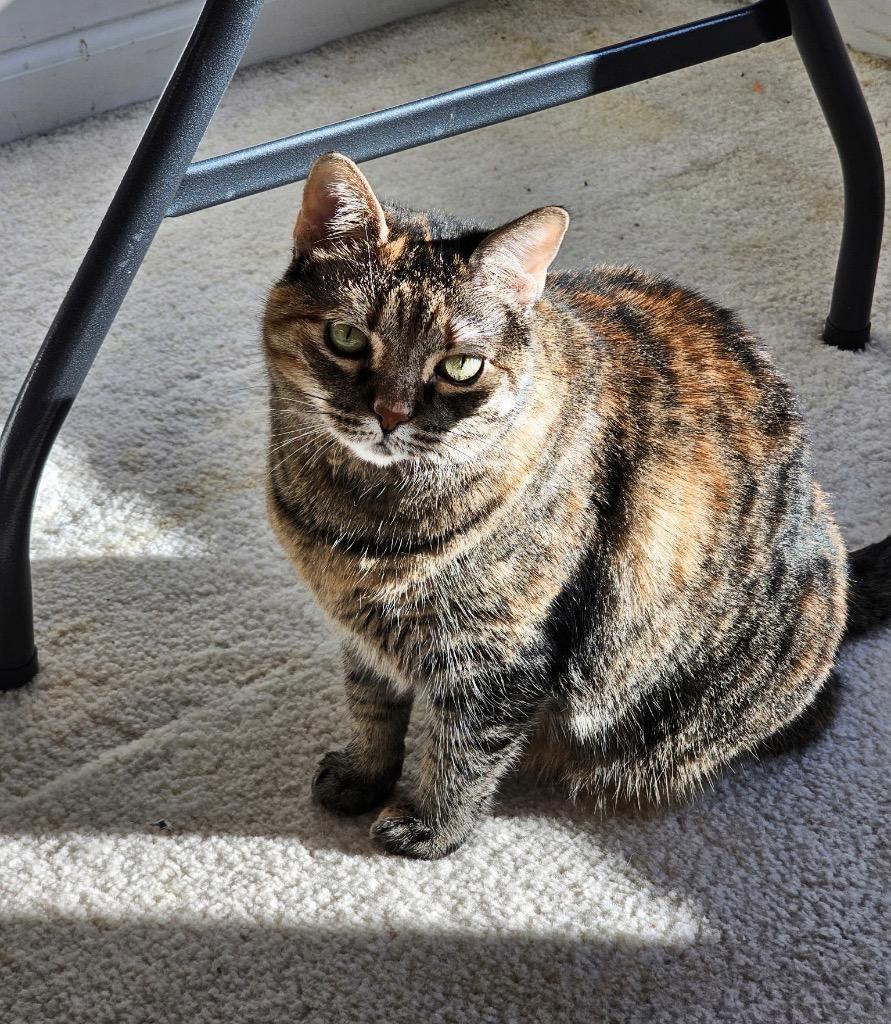 Enlarge Leah, a Adoptable mixed breed in Shawnee, KS image 4/4