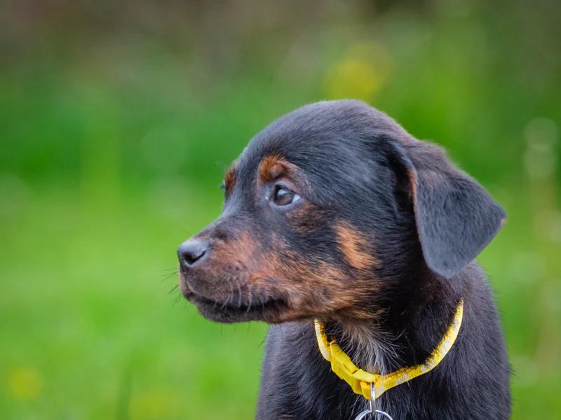 Fuji, a ADOPTABLE mixed breed in Pointe-Fortune, QC image 3/3