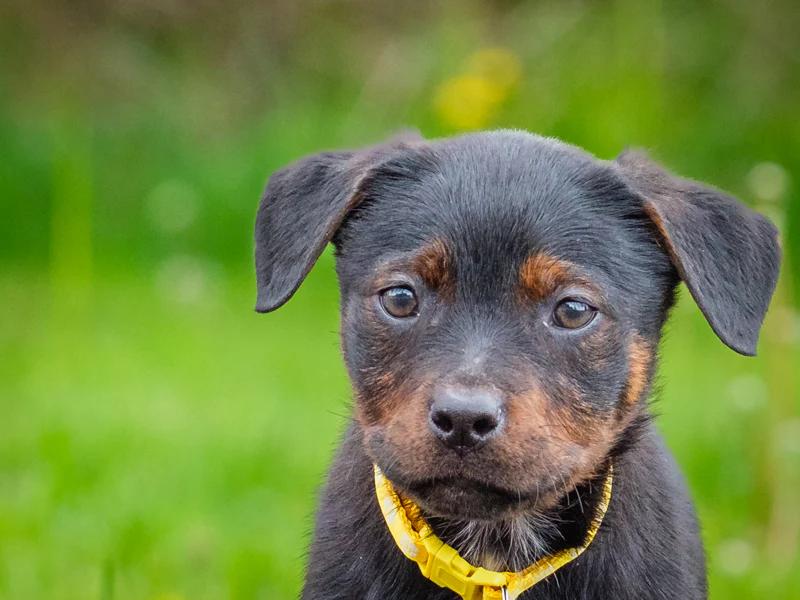 Fuji, a ADOPTABLE mixed breed in Pointe-Fortune, QC image 1/3