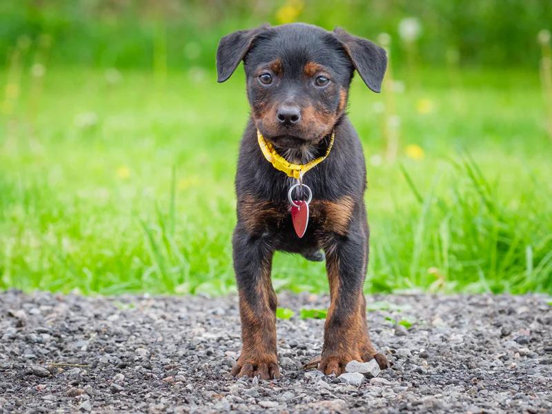 Fuji, a ADOPTABLE mixed breed in Pointe-Fortune, QC image 2/3