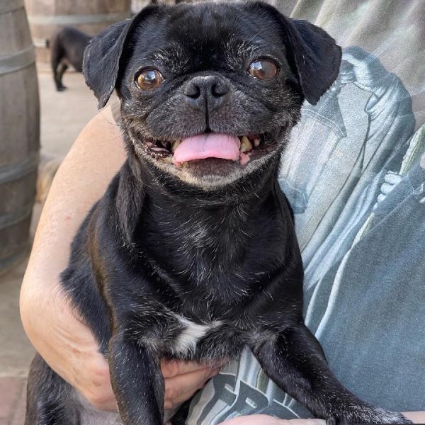 Enlarge Autumn, a Adoptable Pug in Alvin, TX image 1/1