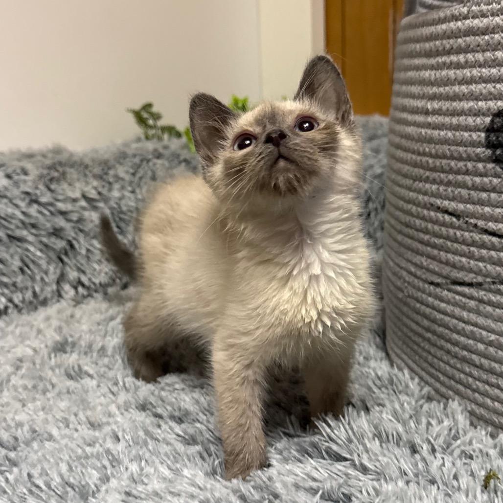 WHISPER, an adopted Siamese in Graham, WA image 2/4