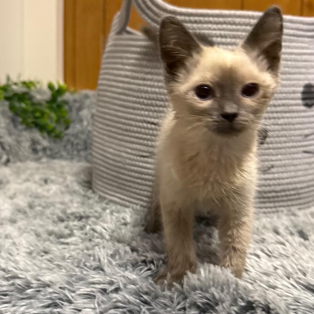 WHISPER, an adopted Siamese in Graham, WA image 1/4