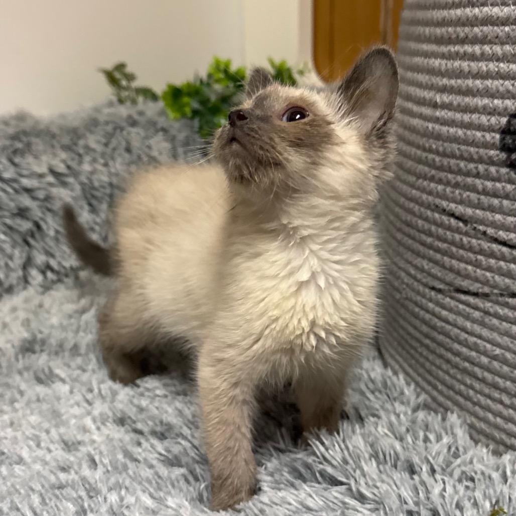 WHISPER, an adopted Siamese in Graham, WA image 3/4