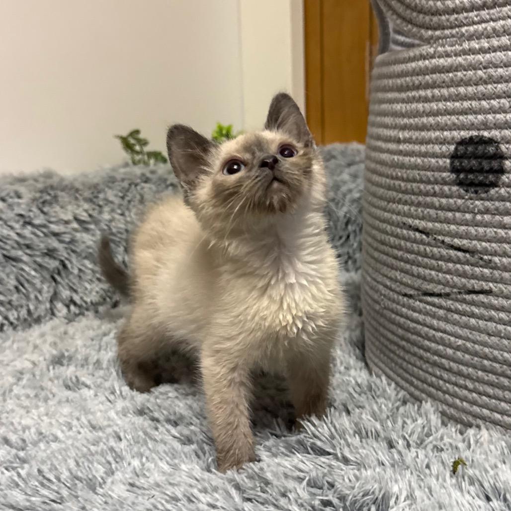 WHISPER, an adopted Siamese in Graham, WA image 4/4