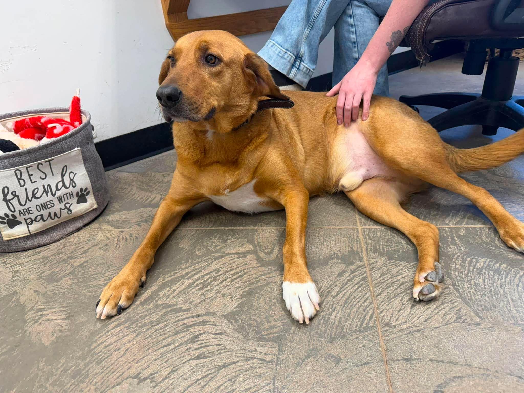 Ruger, a ADOPTABLE mixed breed in Roosevelt, UT image 3/4