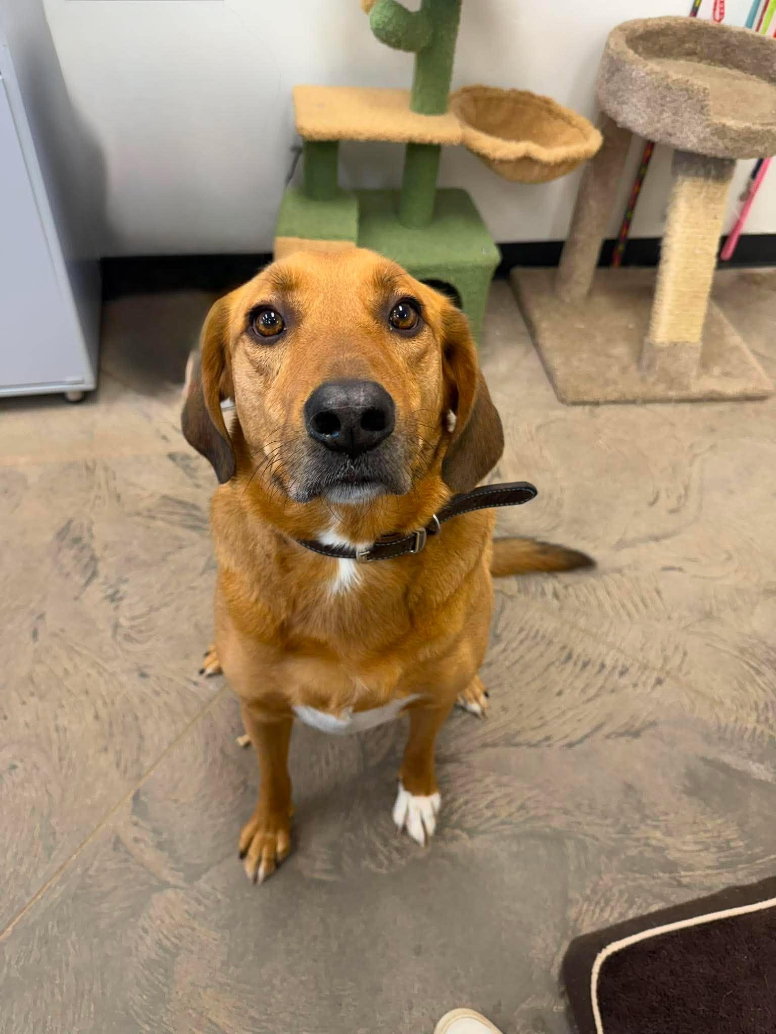 Ruger, a ADOPTABLE mixed breed in Roosevelt, UT image 2/4