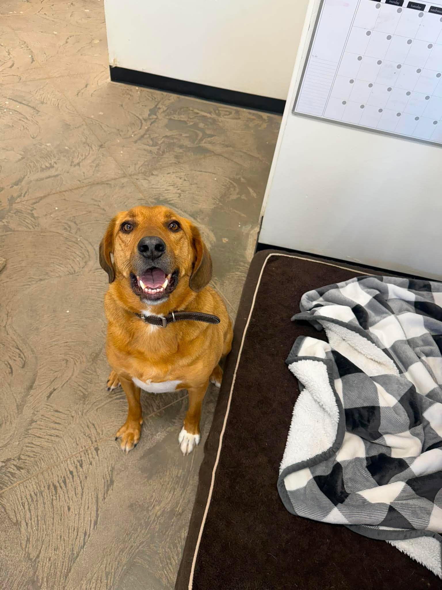 Ruger, ADOPTABLE, Adult Male Golden Retriever & Hound.