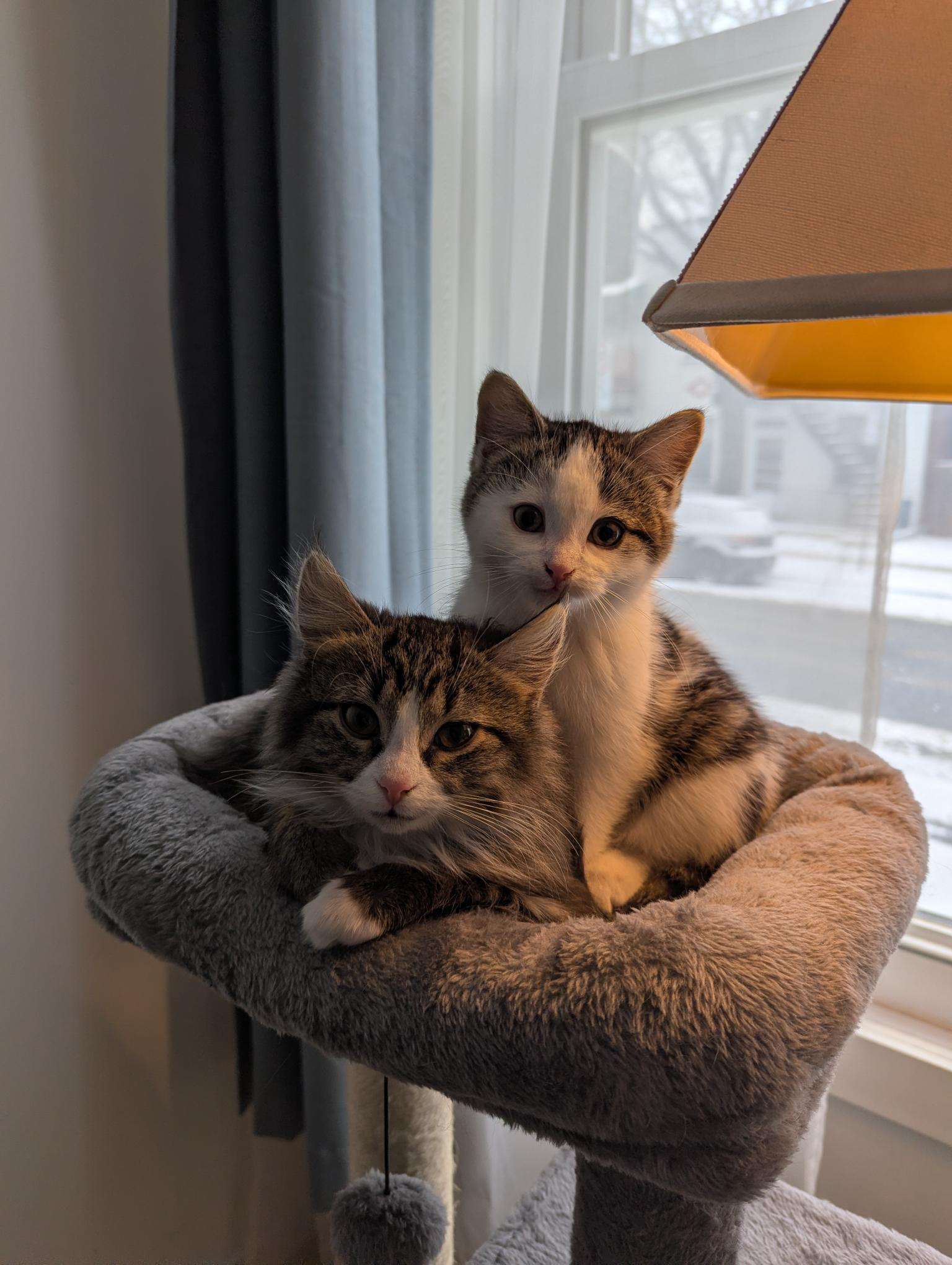 Enlarge Cora, an adopted Domestic Short Hair in Anjou, QC image 5/5