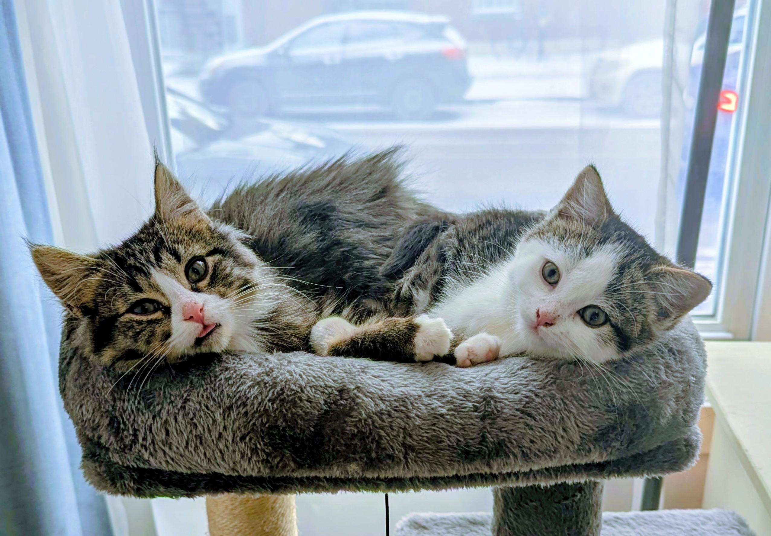 Enlarge Cora, an adopted Domestic Short Hair in Anjou, QC image 2/5