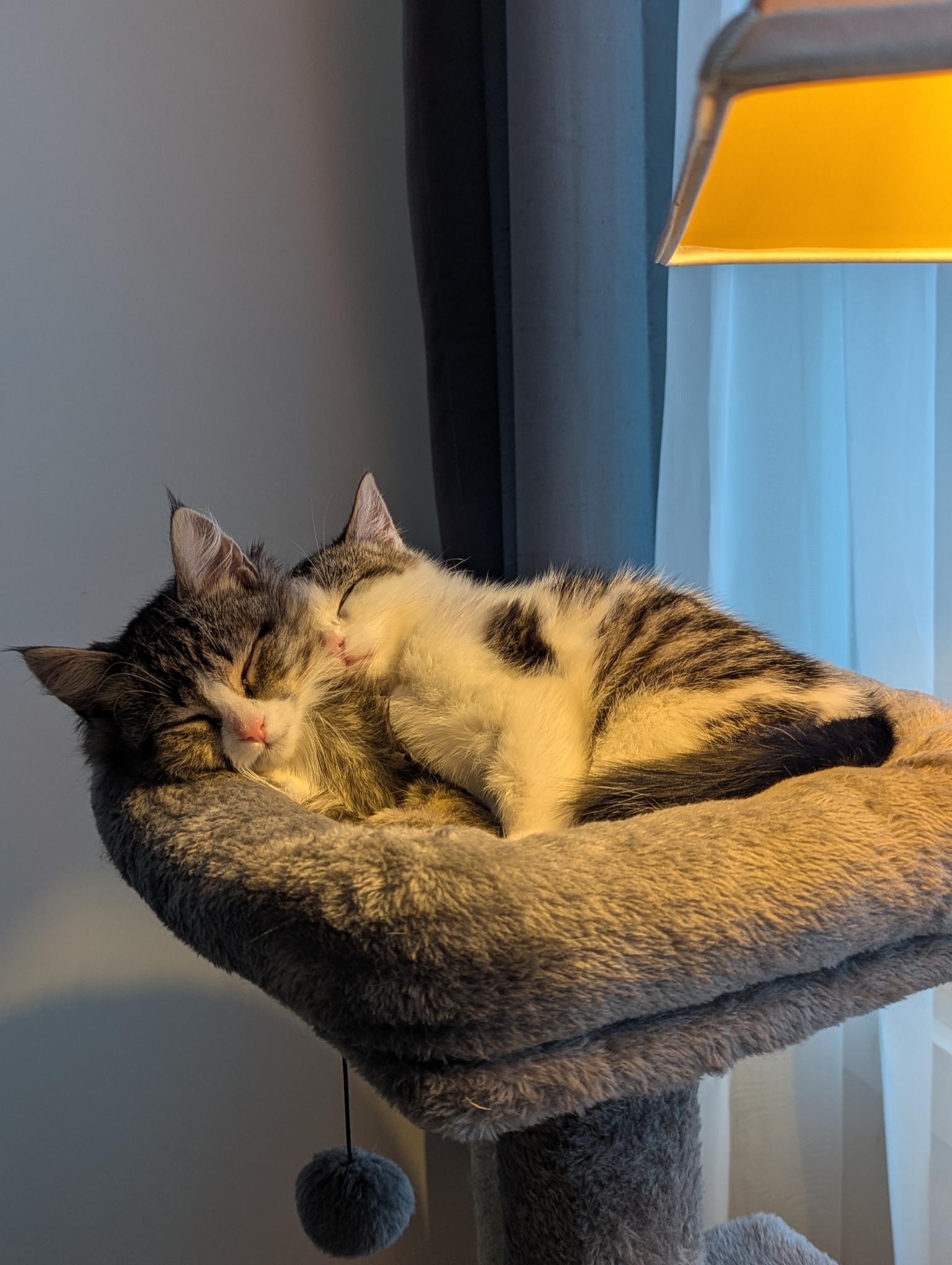 Enlarge Cora, an adopted Domestic Short Hair in Anjou, QC image 3/5