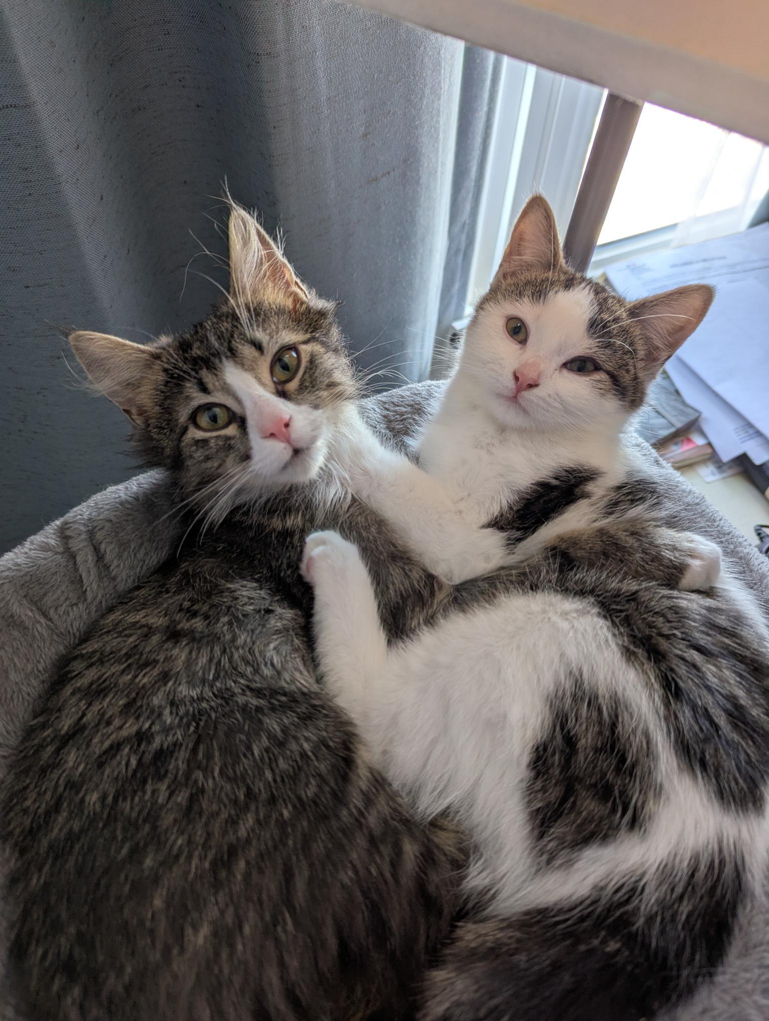 Enlarge Cora, an adopted Domestic Short Hair in Anjou, QC image 4/5