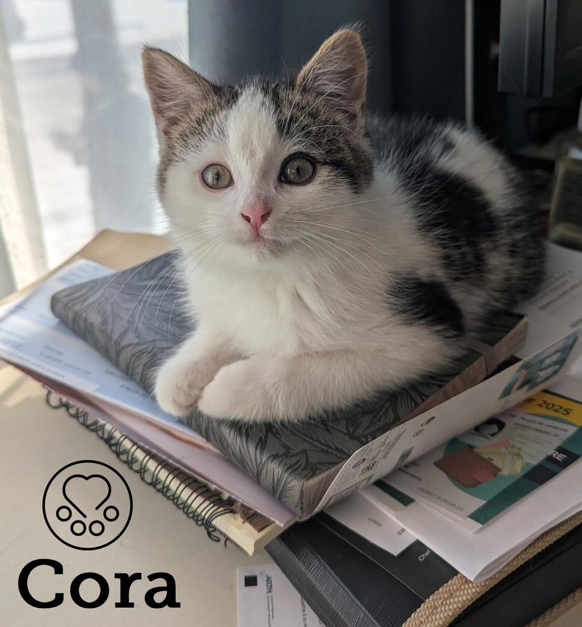 Cora, adopted, Kitten Female Domestic Short Hair.